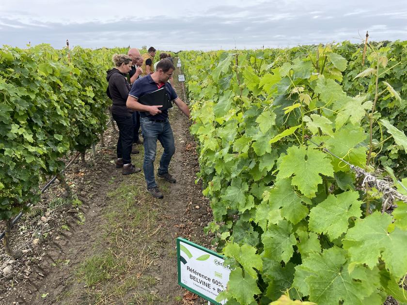 découvrez notre assurance innovante spécialement conçue pour protéger les viticulteurs contre le mildiou, garantissant une meilleure sécurité et sérénité pour vos vignobles.